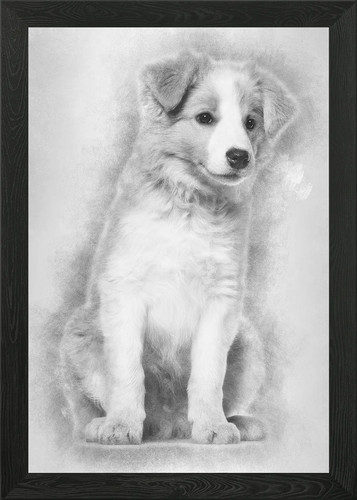 Border collie puppy sittin - puppy,