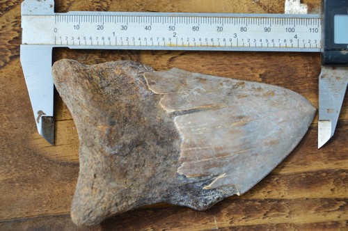 Beautiful genuine megalodon - genuine,