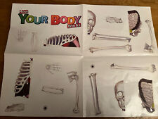 Billie Bones.  How Your Body