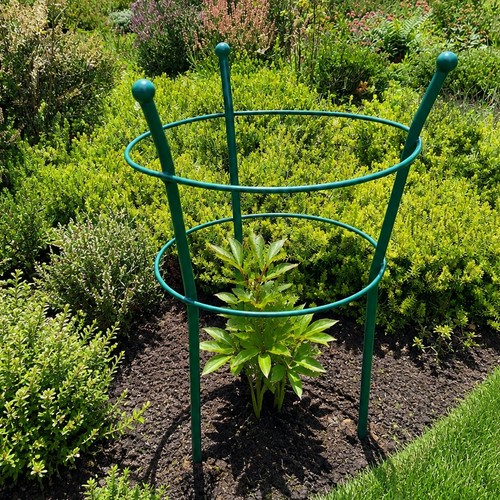Peony plant support - peony,