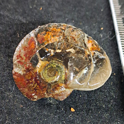 Anahoplites ammonite - anahoplites,