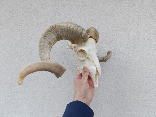 Taxidermy ram sheep - sheep, head