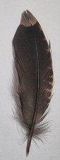 10 Woodcock TailFeathers for