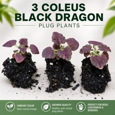 Coleus Black Dragon Plug