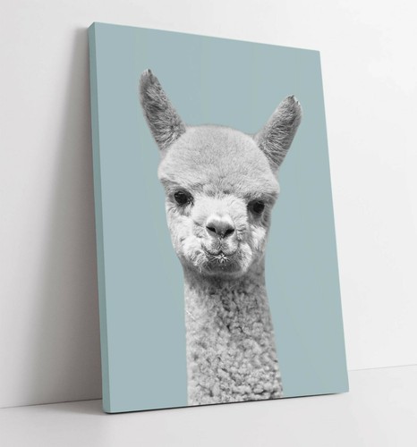 Alpaca duck egg blue - blue, -premium