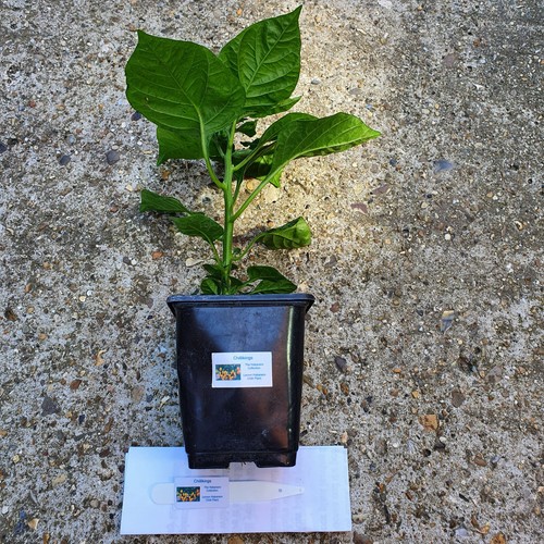Any our large chilli - of,