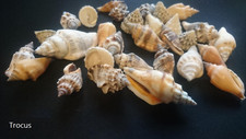 Hermit crab shells