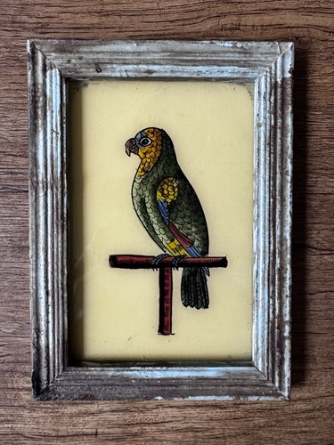 Indian fat parrot vintage - fat,