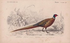 1861 PHEASANT Print -
