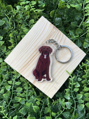Chocolate brown labrador - chocolate,