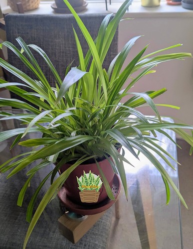 Green spider plant nursery - green,