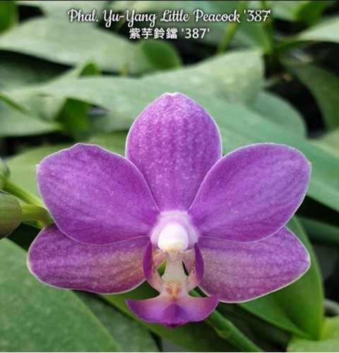 Phalaenopsis yang little - yu-yang,