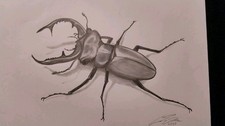 Rare! Original Stag Beetle