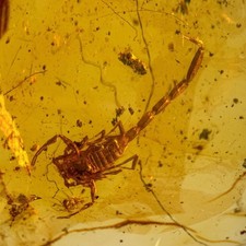 SCORPION in Burmese / Burmite amber fossil / 100% genuine amber 