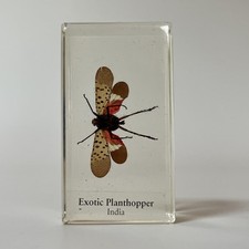 Real Life Bugs And Insects