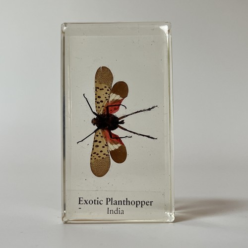 Real life bugs and - real,
