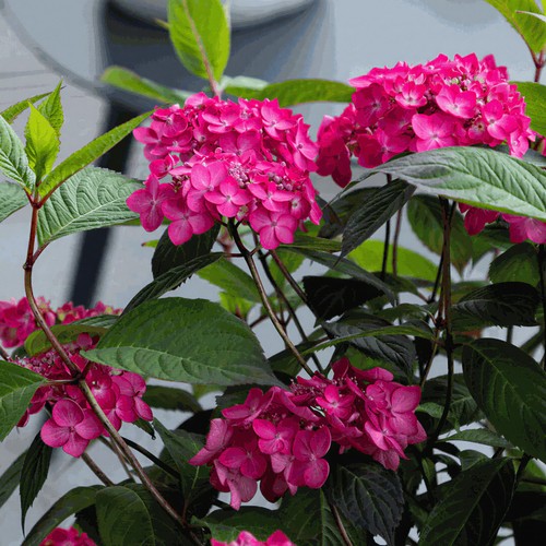 Hydrangea magic sunset plant - sunset,