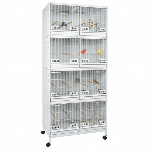 Lima breeder bird - lima,