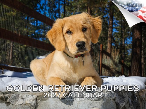 Golden retriever pups 2027 - retriever,
