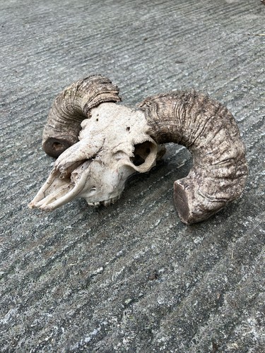 Beautiful ram sheep skull with - skull,