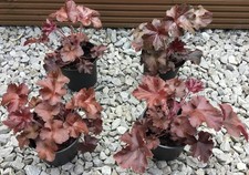 Heuchera Purple Coral Bells