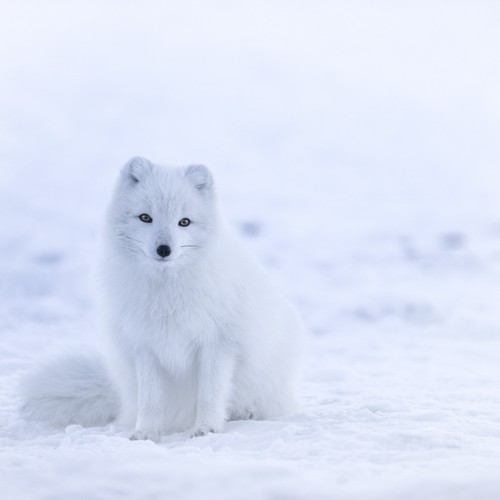 Artographie young arctic fox - -,