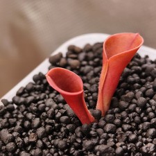Heliamphora Minor -AW-