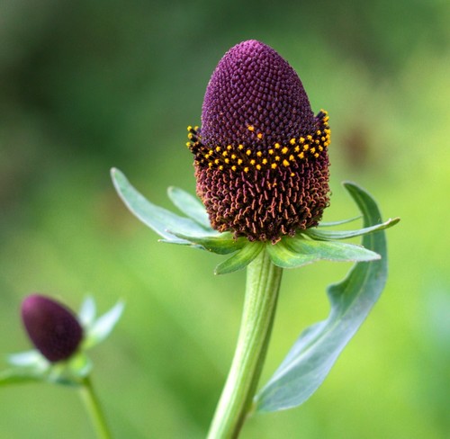 Rudbeckia green wizard set - rudbeckia, 'green