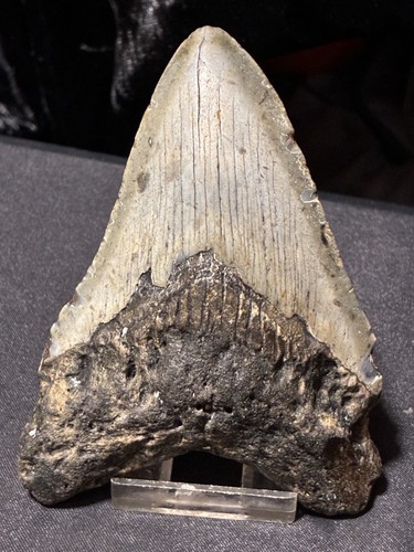 Megalodon tooth - megalodon,