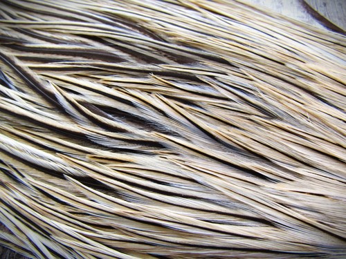 Ifs badger genetic cock - ifs, 1/2