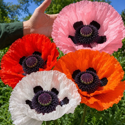 Hardy perennial giant - hardy,