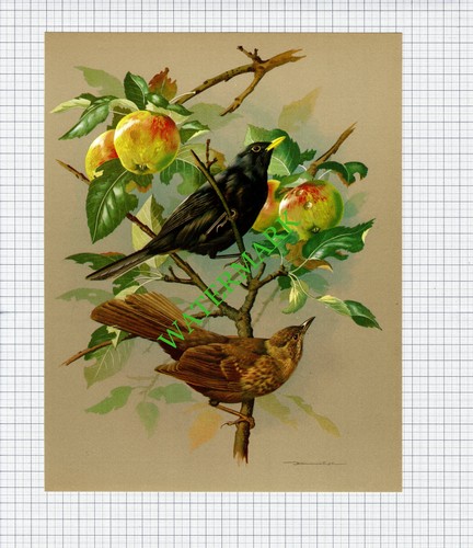 Blackbird basil ede 1960s - ,