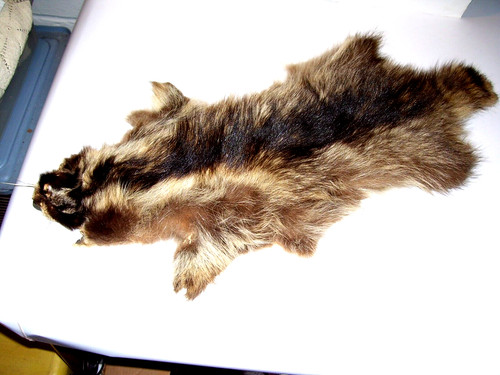 Raccoon pelt tanned - raccoon,