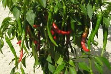 ? 100% Genuine Asian Extra Hot Chilli Pepper Seeds - FREE FAST Shipping! ?