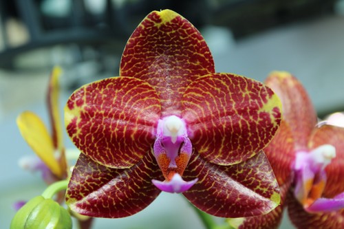 Phalaenopsis sun dragon - phalaenopsis,