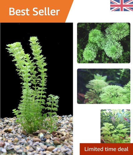 Live limnophila sessiliflora - limnophila,