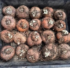 1/3/5pcs Rare Sinningia