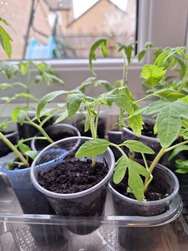 Vegetable seedlings tomatoe - seedlings,,