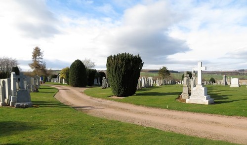 Photo 6x4 yew trees - yew, in