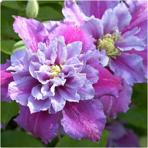 Clematis hybrid piilu x 3 - 'piilu',