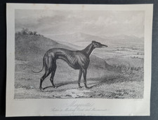 Antique 1852 print - Greyhound - Dog - Margaretta - GH Laporte