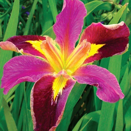 Iris lousiana spicy cajun - lousiana,
