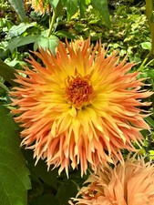 maggie c medium fimbriated split field dahlia