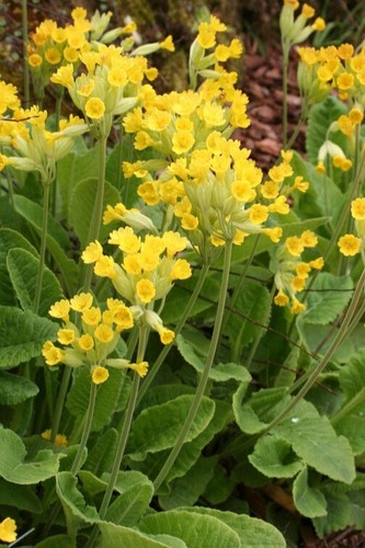 Primula veris cowslip 3 - primula, x