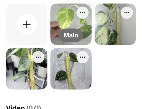 Types mixed indoors pothos - 4,