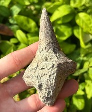 Ankylosaur Dinosaur Spike
