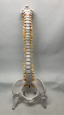 16” Full Human Spine Model with Pelvis Anatomical Teaching Aid 