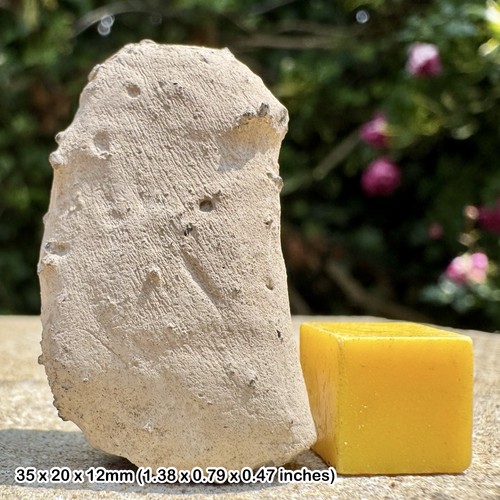 Rare trace fossil - fossil, –