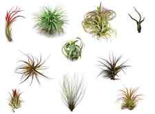 Air Plant - MASSIVE SELECTION - House Airplant Tillandsia Indoor Plant Easy Care