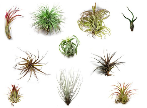 Air plant massive - air, selection